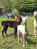 Alpaca hengstje, Animaux & Accessoires, Chevaux, Vacciné