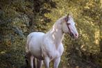 Opportunité unique ! Étalon de peinture (de pont) reconnu, 11 ans ou plus, Cheval western, Avec pedigree, 160 à 165 cm