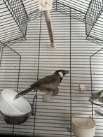 Bolbul irake, Dieren en Toebehoren, Vogels | Kanaries, Vrouwelijk