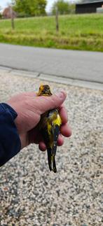 Major Geel wildkleur split witkop 2025, Dieren en Toebehoren, Vogels | Overige Vogels, Mannelijk, Wildzangvogel, Geringd