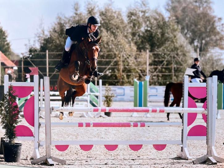 Springpony, Dieren en Toebehoren, Pony's, Springpony