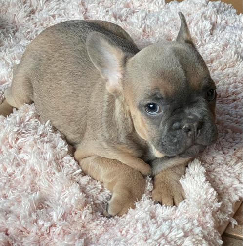 franse bulldog pups,reutje, Animaux & Accessoires, Chiens | Bouledogues, Pinschers & Molossoïdes, Chien (mâle), Bouledogue, Éleveur | Professionnel