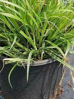 Siergras: Carex morrowi of japanse zegge, Halfschaduw, Vaste plant, Herfst, Siergrassen