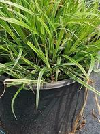 Siergras: Carex morrowi of japanse zegge, Tuin en Terras, Planten | Tuinplanten, Ophalen, Vaste plant, Siergrassen, Halfschaduw