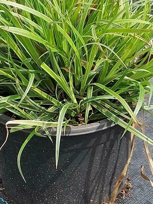 Siergras: Carex morrowi of japanse zegge, Tuin en Terras, Planten | Tuinplanten, Vaste plant, Siergrassen, Halfschaduw, Herfst