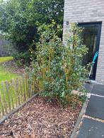 Vaste planten heckenstar, Tuin en Terras, Ophalen, Winter