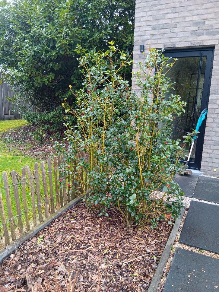 Vaste planten heckenstar, Tuin en Terras, Planten | Tuinplanten, Winter, Ophalen