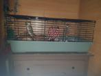 2 beertjes + kooi, Dieren en Toebehoren, Knaagdieren en Konijnen | Hokken en Kooien, Ophalen, Zo goed als nieuw, Kooi, Cavia