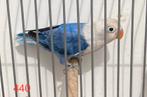 Fischerie opaline violet 5/2025, Dieren en Toebehoren, Geslacht onbekend, Dwergpapegaai of Agapornis, Geringd