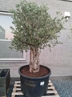 Olijfboom Olea Europaea met grillige stam, Tuin en Terras, Planten | Bomen, Ophalen, Olijfboom
