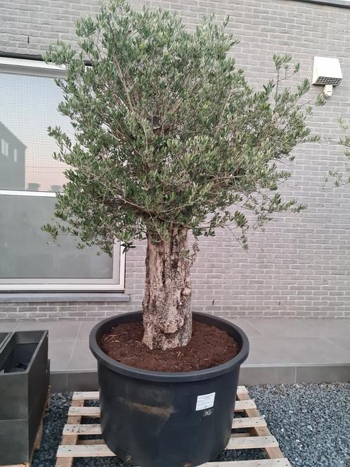 Olijfboom Olea Europaea met grillige stam, Tuin en Terras, Planten | Bomen, Olijfboom, Ophalen