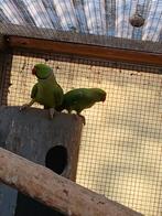 Halsbandparkieten  120 voor de 2 enkel samen tekoop, Dieren en Toebehoren, Vogels | Parkieten en Papegaaien