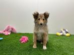 Shetland Sheepdog pups, 8 tot 15 weken, CDV (hondenziekte), Meerdere, Meerdere dieren