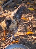 Gratis haantjes, Dieren en Toebehoren, Mannelijk, Kip