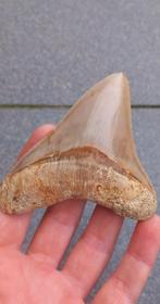 Prachtige Megalodon haaientand uit Indonesie fossiel, Verzamelen, Ophalen of Verzenden, Fossiel