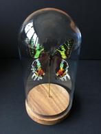 Véritable Papillon Exotique Urania Ripheus sous globe verre, Collections, Insecte, Animal empaillé, Enlèvement ou Envoi, Neuf