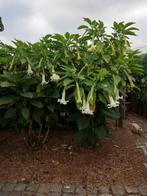 BRUGMANSIA DUBBEL WITTE BLOEM  STEKKEN, Tuin en Terras, Planten | Tuinplanten, Ophalen of Verzenden