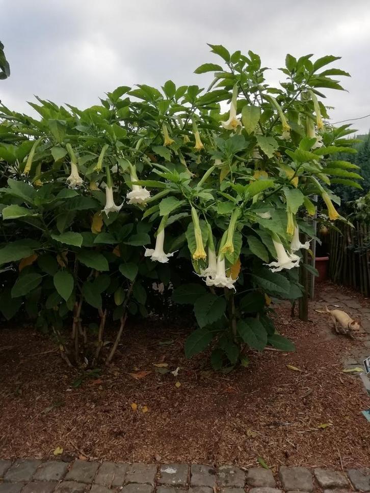 BRUGMANSIA DUBBEL WITTE BLOEM  STEKKEN, Tuin en Terras, Planten | Tuinplanten, Ophalen of Verzenden