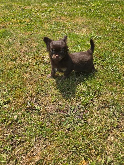 Bruin & tan langhaar reutje, Dieren en Toebehoren, Honden | Chihuahua's en Gezelschapshonden, Reu, Chihuahua, Fokker | Professioneel