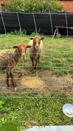 2 brebis à vendre, Femelle, Mouton, 0 à 2 ans