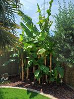 Bananenboom Musa Basjoo, Ophalen, In pot