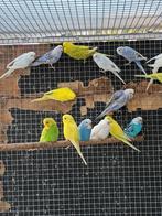 Jonge grasparkietjes, Dieren en Toebehoren, Vogels | Parkieten en Papegaaien