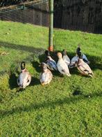 Hollandse kwakers, Dieren en Toebehoren, Pluimvee