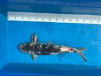 Koi te koop, 45-60 cm, Karper of Koi