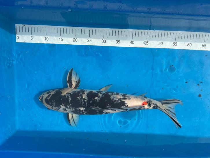 Koi te koop, 45-60 cm, Dieren en Toebehoren, Vissen | Vijvervissen, Karper of Koi