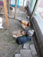 Kippen, Dieren en Toebehoren, Ophalen of Verzenden