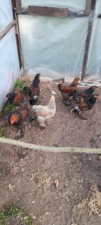 jonge brahma hanen ,, Dieren en Toebehoren, Pluimvee, Mannelijk, Kip