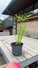 Paraplu plant of papyrus voor buiten of binnen, Ophalen