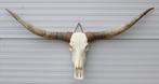 Grote schedel TEXAS STYLE LONGHORN 155 cm, Collections, Collections Animaux, Crâne, Enlèvement, Animal de ferme, Neuf