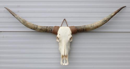 Grote schedel TEXAS STYLE LONGHORN 155 cm, Collections, Collections Animaux, Neuf, Crâne, Animal de ferme, Enlèvement