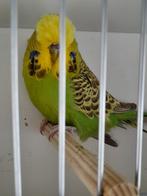 Engelse grasparkieten, Dieren en Toebehoren, Vrouwelijk, Parkiet, Geringd