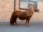 Shetlander merrie, Dieren en Toebehoren, Merrie, Gechipt, 11 jaar of ouder