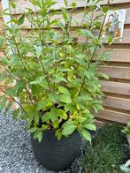 Allerlei buitenplanten: gerbra roze, witte seringenstruik…, Ophalen, Struik