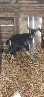 Mooi Jong Black &Tan Maanvlek Dwerggeit Mieke, Dieren en Toebehoren, Schapen, Geiten en Varkens