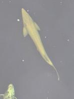 Steur albino 80 cm, Dieren en Toebehoren, Vissen | Vijvervissen, Steur