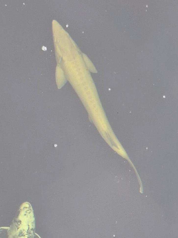 Steur albino 80 cm, Dieren en Toebehoren, Vissen | Vijvervissen, Steur