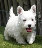 Prachtige West higland white terriër pups (westie pups), Dieren en Toebehoren, België, Overige rassen, CDV (hondenziekte), 8 tot 15 weken