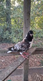 Prachtige jonge duif met gevlamd patroon, net uit het nest., Dieren en Toebehoren