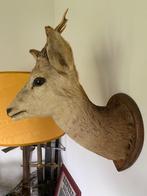 Trophée de chevreuil, Collections, Collections Animaux, Enlèvement, Utilisé, Animal sauvage, Animal empaillé