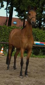 Welsh ster 🌟 merrie, Merrie, Gechipt, C pony (1.27m tot 1.37m), 7 tot 10 jaar
