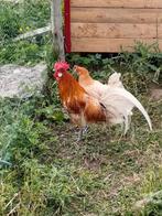 Koppel Brakel krielen, Dieren en Toebehoren, Pluimvee