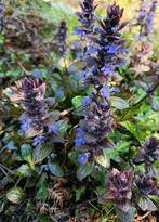 Bodembedekker kruipend zenegroen ( bladhoudend ) 1,5 euro, Tuin en Terras, Planten | Tuinplanten, Ophalen, Bodembedekkers, Vaste plant
