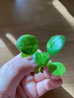 Pilea Peperomioides Mojito, Ophalen of Verzenden