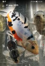 Uitzonderlijke japanse doitsu koi met rode buiklijn!, Dieren en Toebehoren