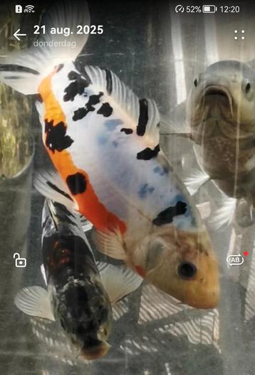 Uitzonderlijke japanse koi met rode buiklijn!  beschikbaar voor biedingen