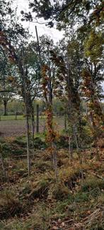 Quercus palustris GREEN PILLAR
/ Zuil moeraseik, Tuin en Terras, Ophalen